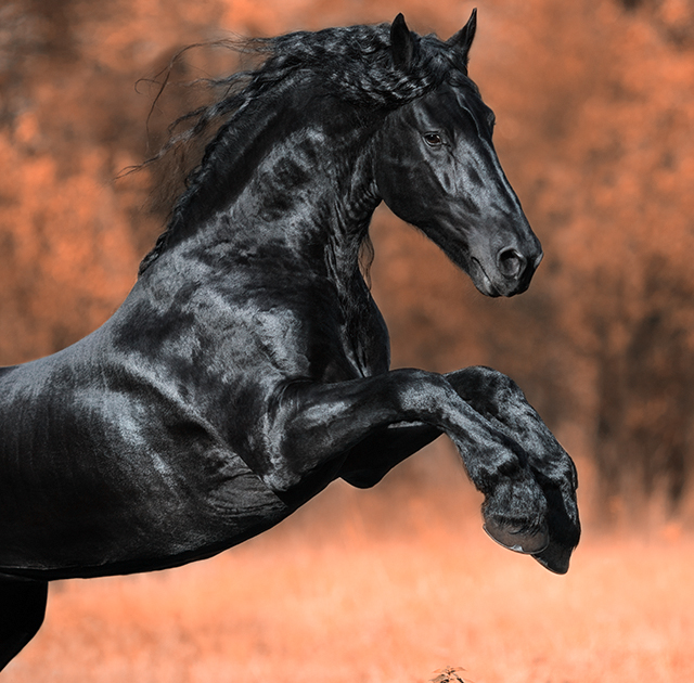 Haryana Polo Association